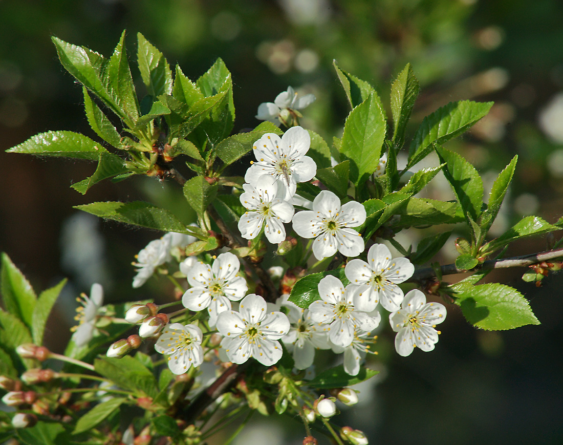 Изображение особи Cerasus vulgaris.