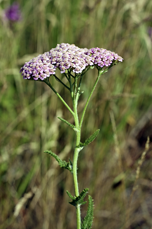 Image of Achillea asiatica specimen.