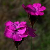 Dianthus borbasii