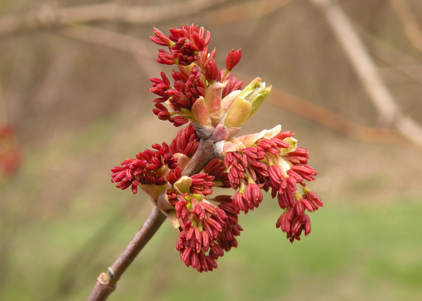 Image of Acer negundo specimen.