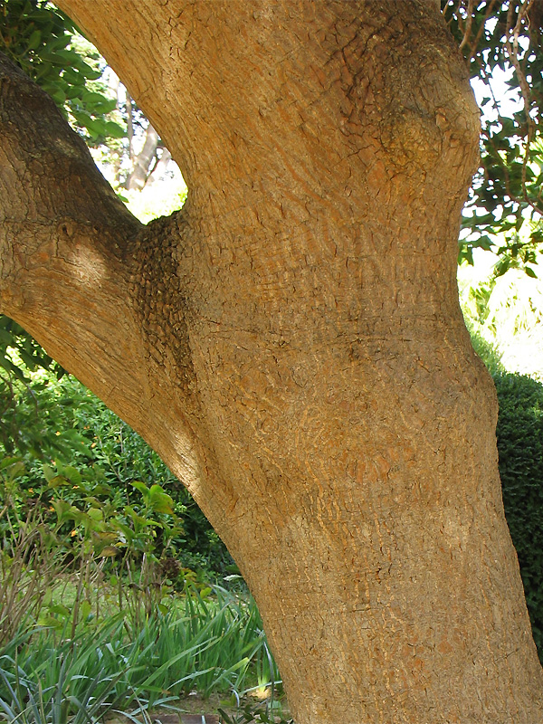 Изображение особи Phytolacca dioica.