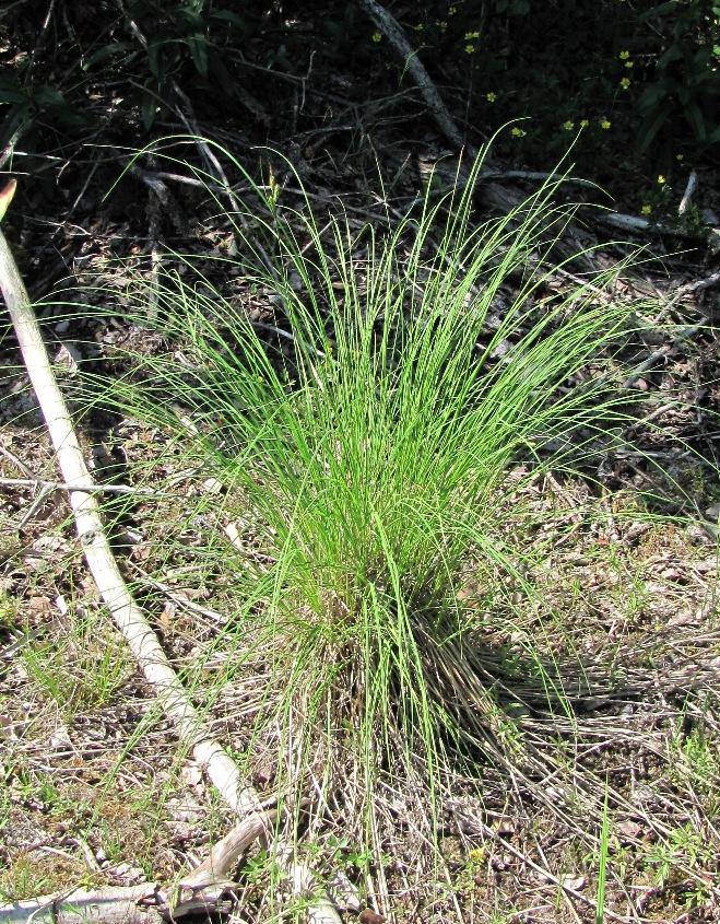 Изображение особи Carex juncella.