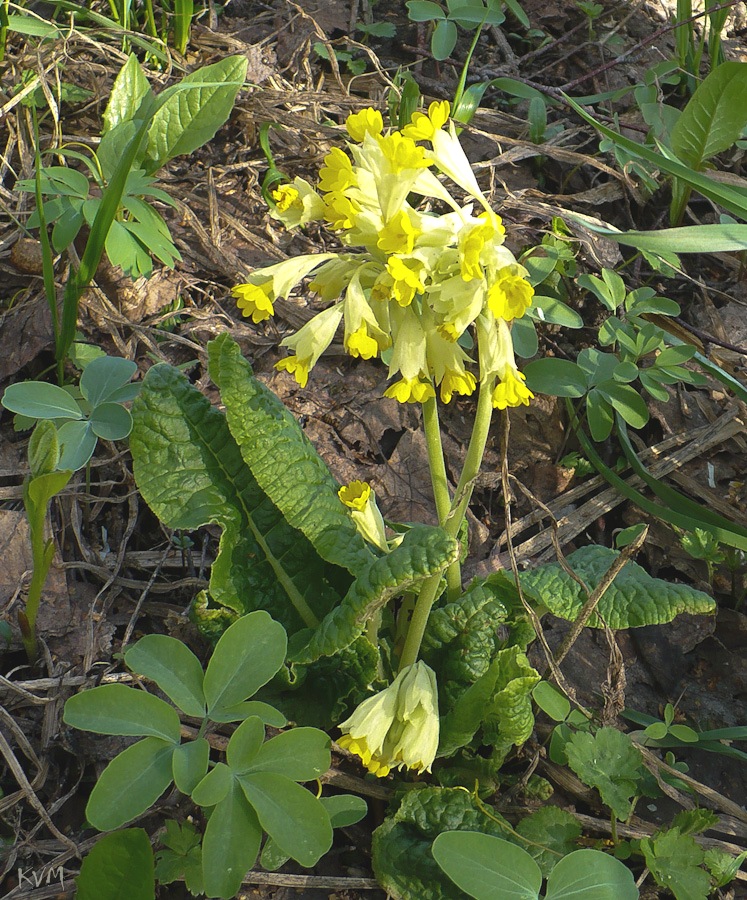 Image of Primula macrocalyx specimen.