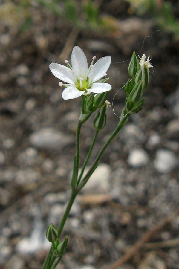 Image of Minuartia euxina specimen.