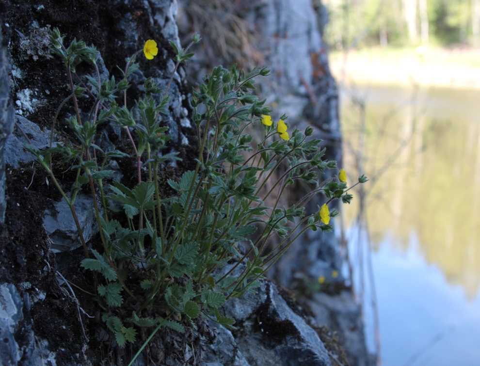 Image of Potentilla jacutica specimen.