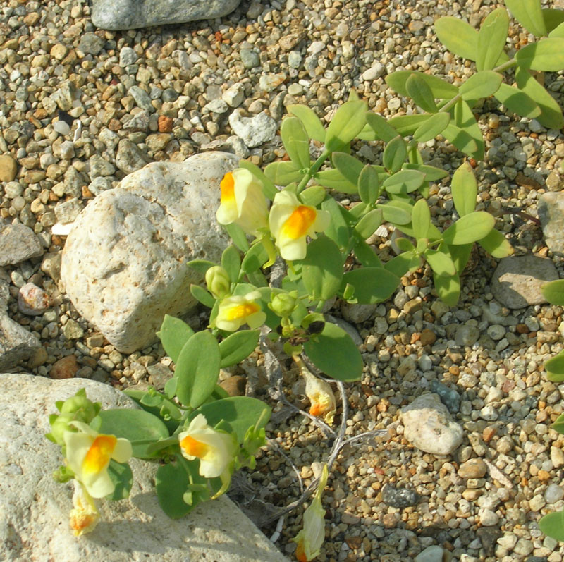 Image of Linaria japonica specimen.