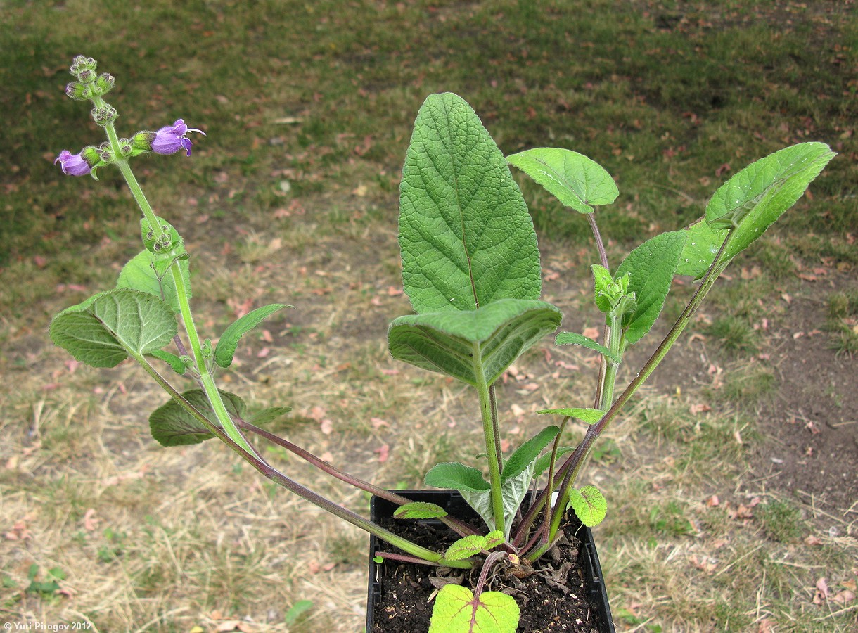 Image of Salvia przewalskii specimen.