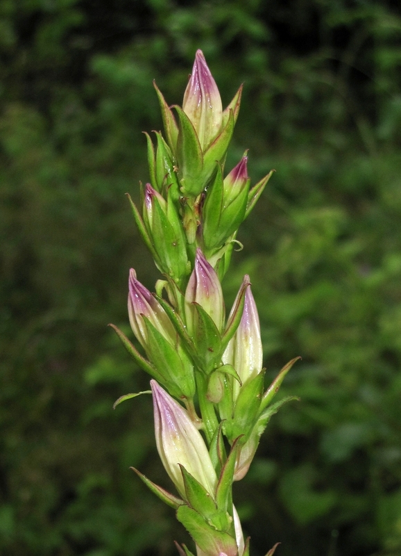 Image of Campanula latifolia specimen.