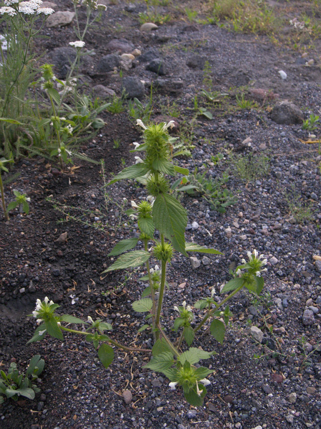 Image of Galeopsis bifida specimen.