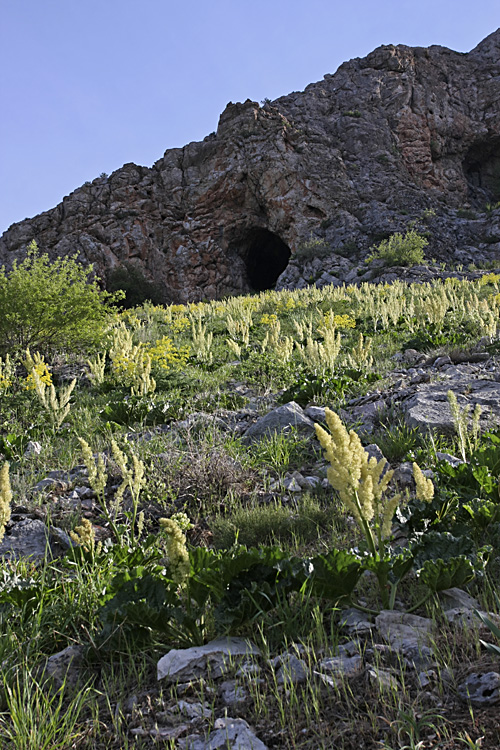 Image of Rheum cordatum specimen.