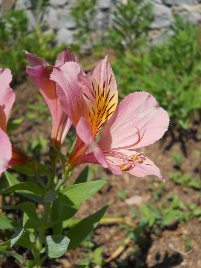 Image of genus Alstroemeria specimen.