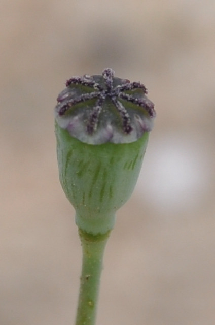 Image of Papaver laevigatum specimen.