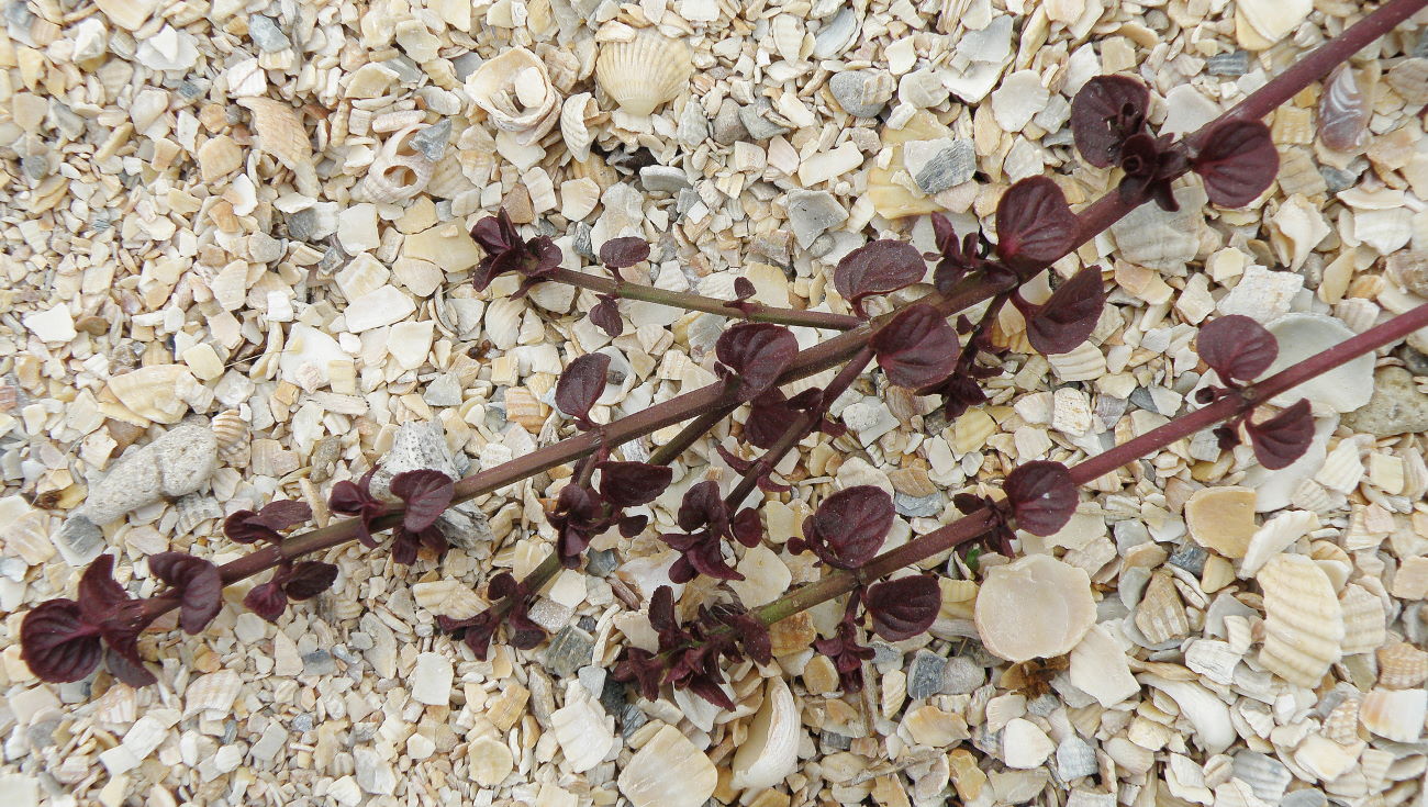 Image of Mentha aquatica specimen.