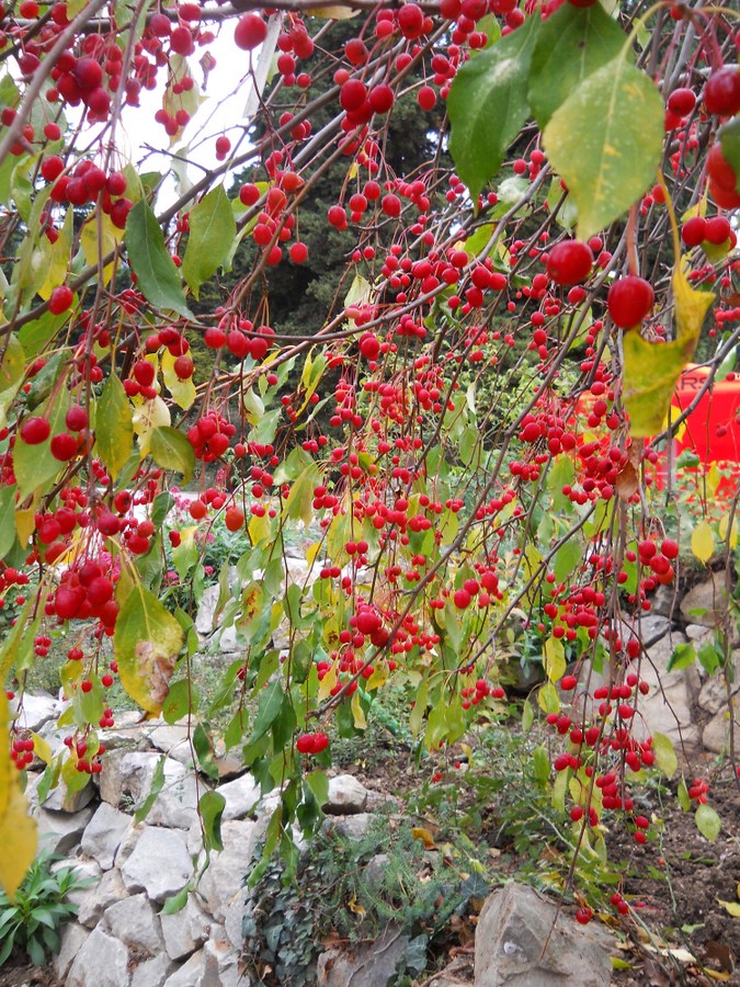 Image of Malus mandshurica specimen.