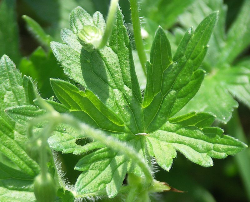 Изображение особи Geranium palustre.