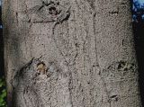 Abies pinsapo. Средняя часть ствола старого дерева. Германия, г. Krefeld, ботанический сад. 16.09.2012.
