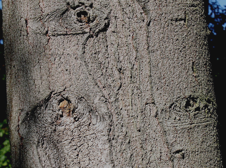 Image of Abies pinsapo specimen.