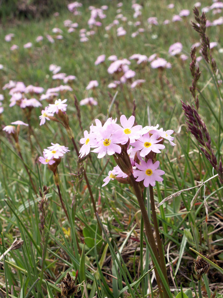 Изображение особи Primula pamirica.