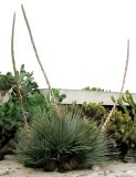 Dasylirion wheeleri. Зацветающее растение. Монако, Монте-Карло, сад напротив Оперы Монте-Карло. 19.06.2012.
