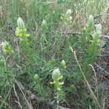 View full-size image Melampyrum argyrocomum