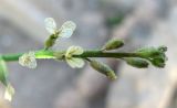 Carrichtera annua