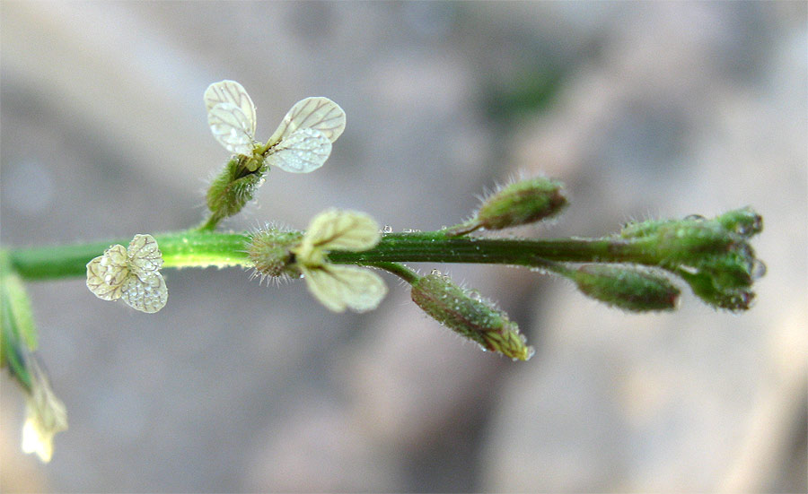 Image of Carrichtera annua specimen.