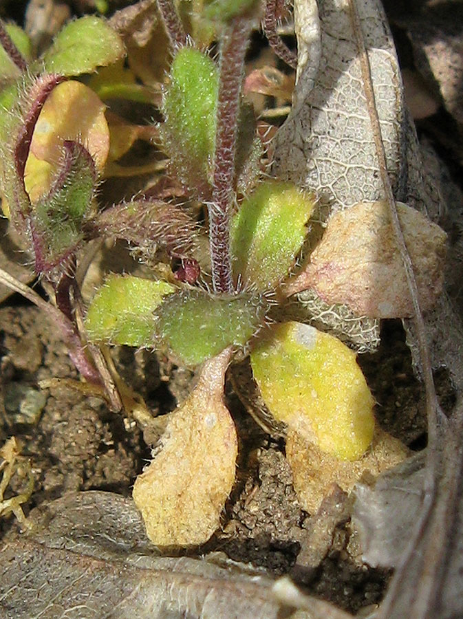 Изображение особи Draba muralis.