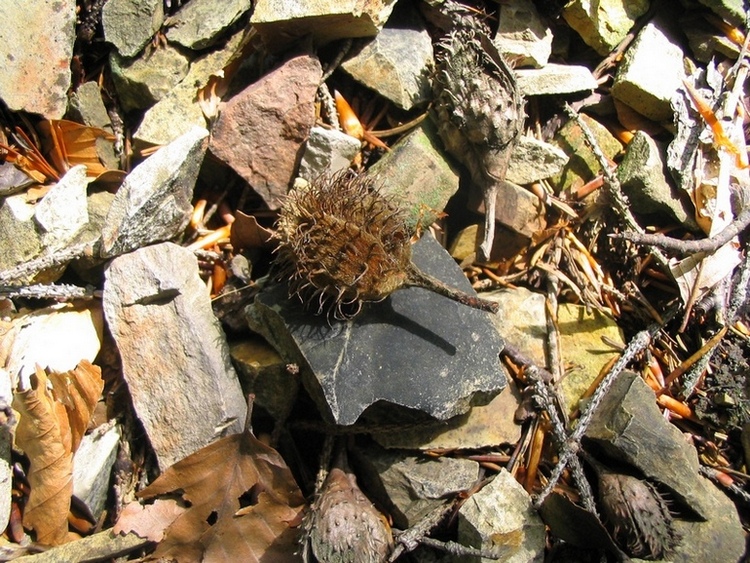 Image of Fagus sylvatica specimen.