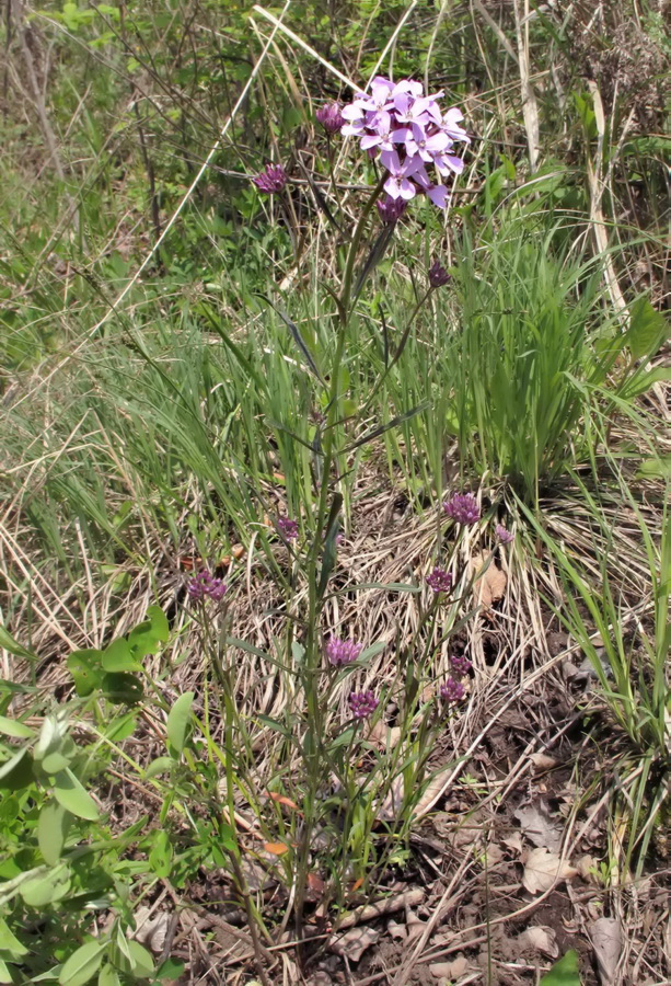 Изображение особи Dontostemon dentatus.