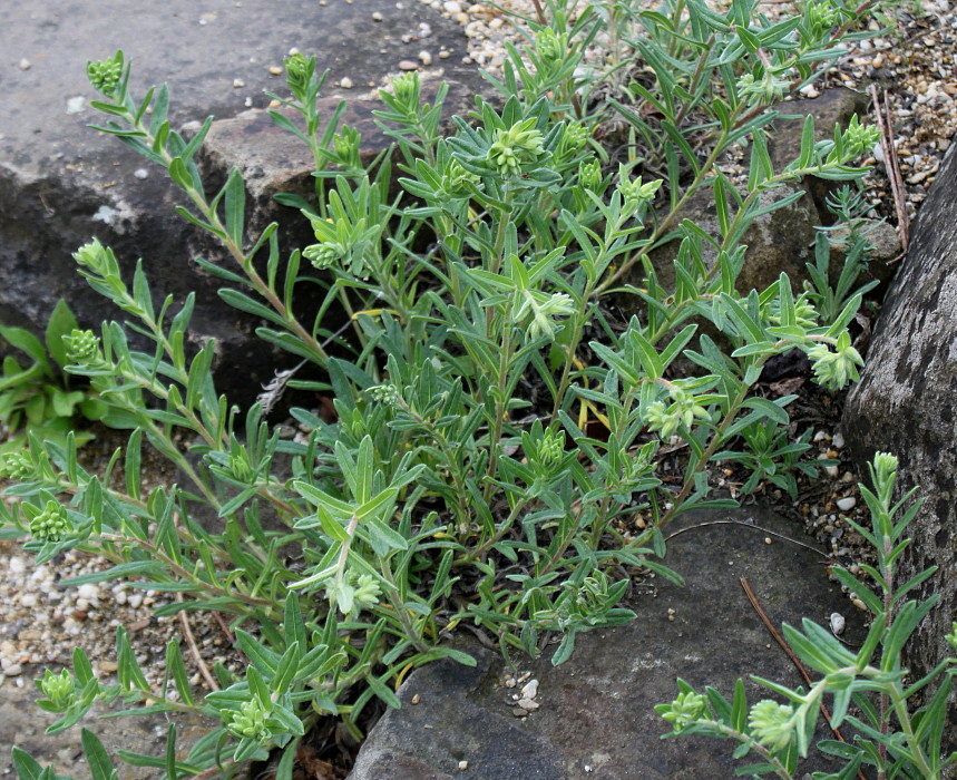 Image of Onosma stellulatum specimen.