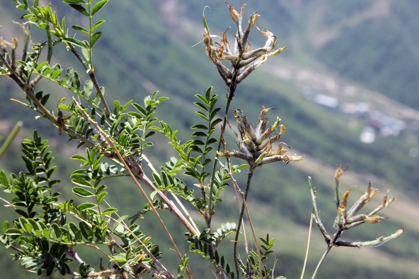 Image of Astragalus variegatus specimen.