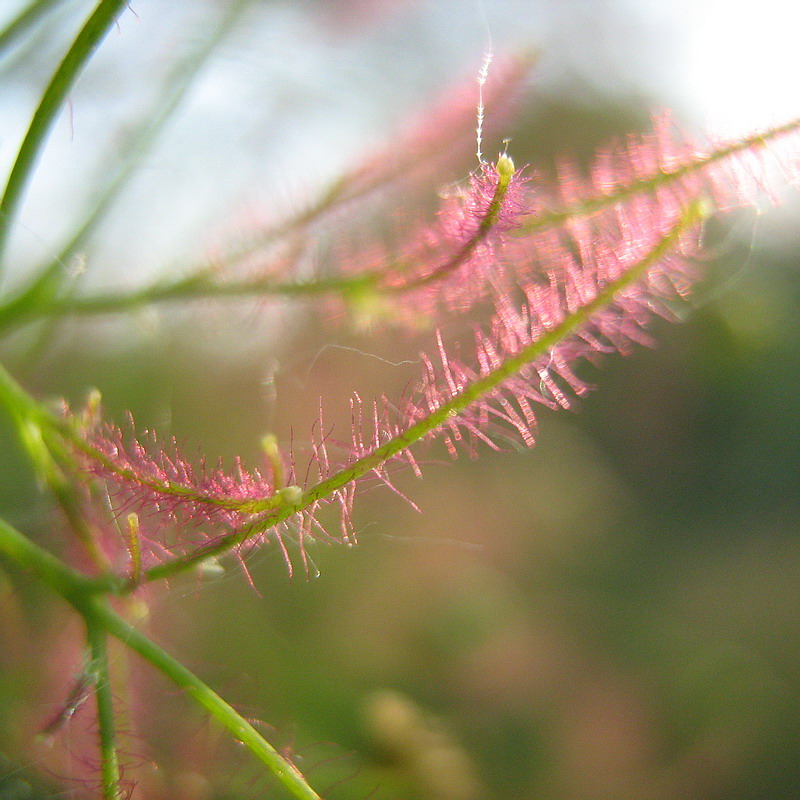 Image of Cotinus coggygria specimen.