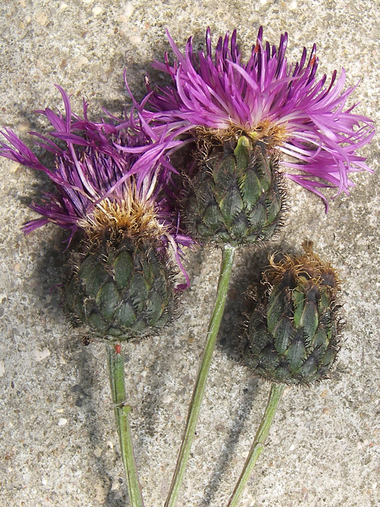 Image of Centaurea ossethica specimen.