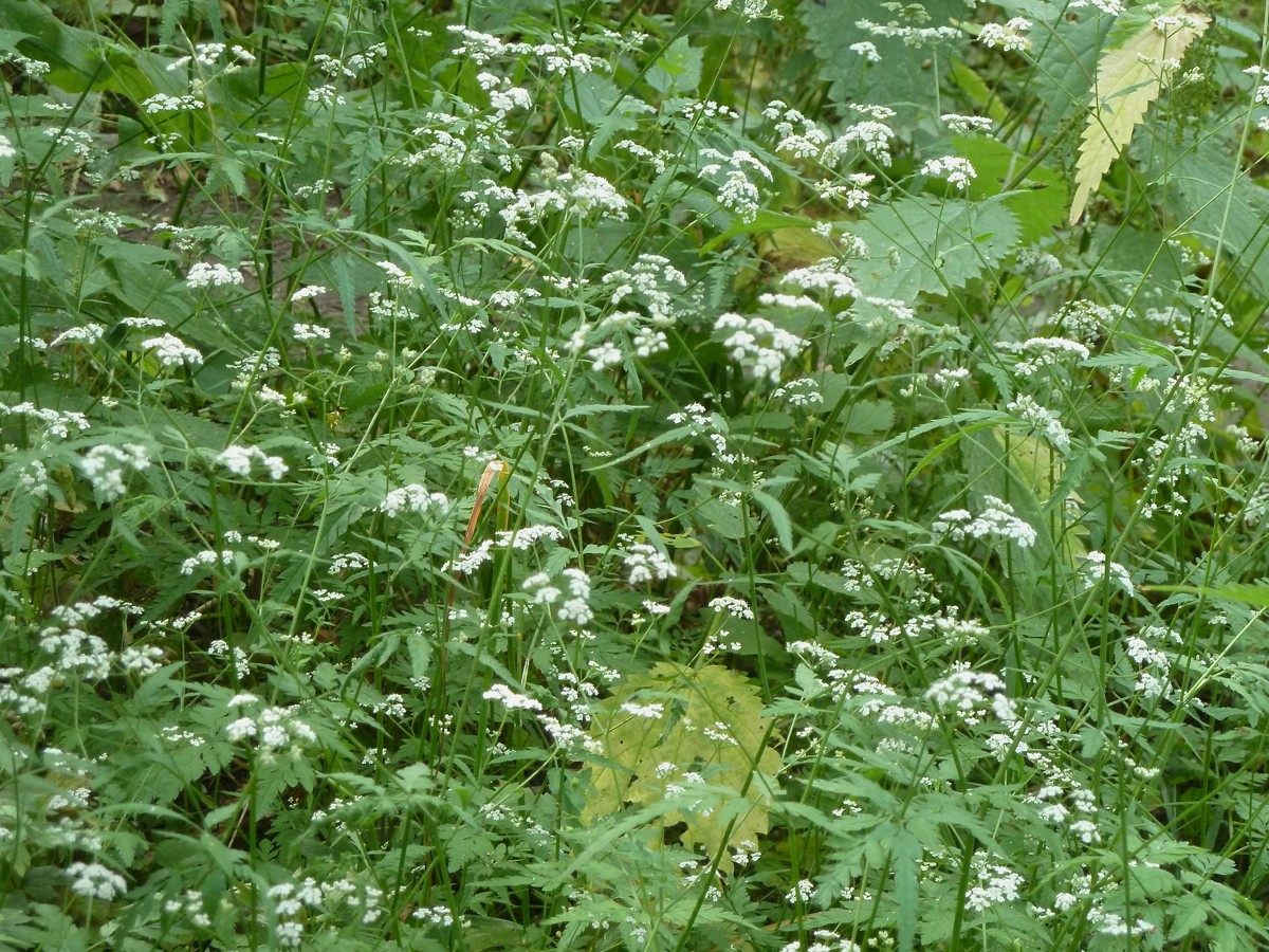 Image of Torilis japonica specimen.