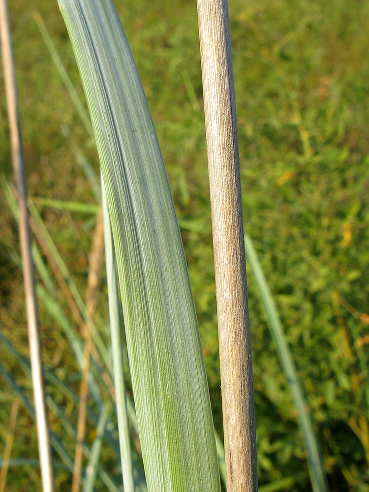 Image of Leymus racemosus ssp. sabulosus specimen.