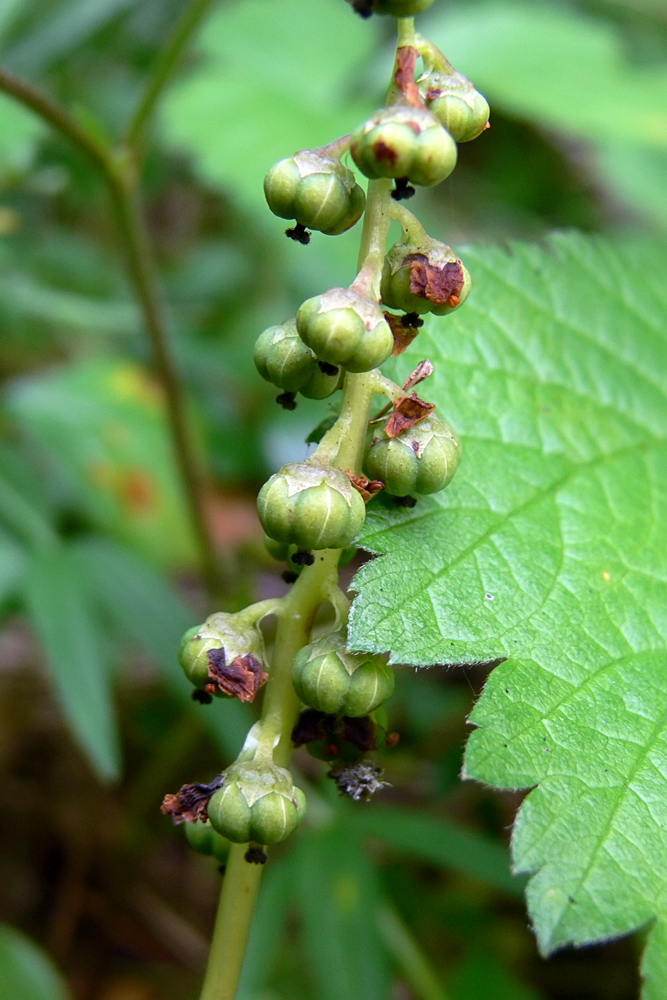 Image of Pyrola minor specimen.