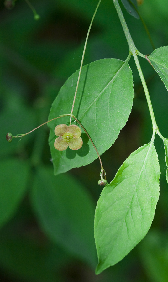 Изображение особи Euonymus verrucosus.