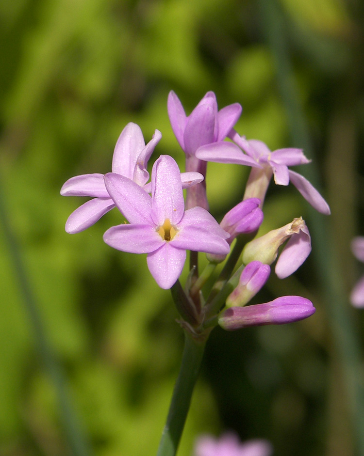 Image of Tulbaghia violacea specimen.