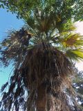 Washingtonia filifera. Крона плодоносящего растения. Израиль, Северный берег оз. Кинерет (Галилейское море), в культуре. Октябрь 2013 г.