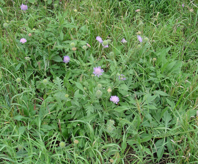 Image of Knautia arvensis specimen.