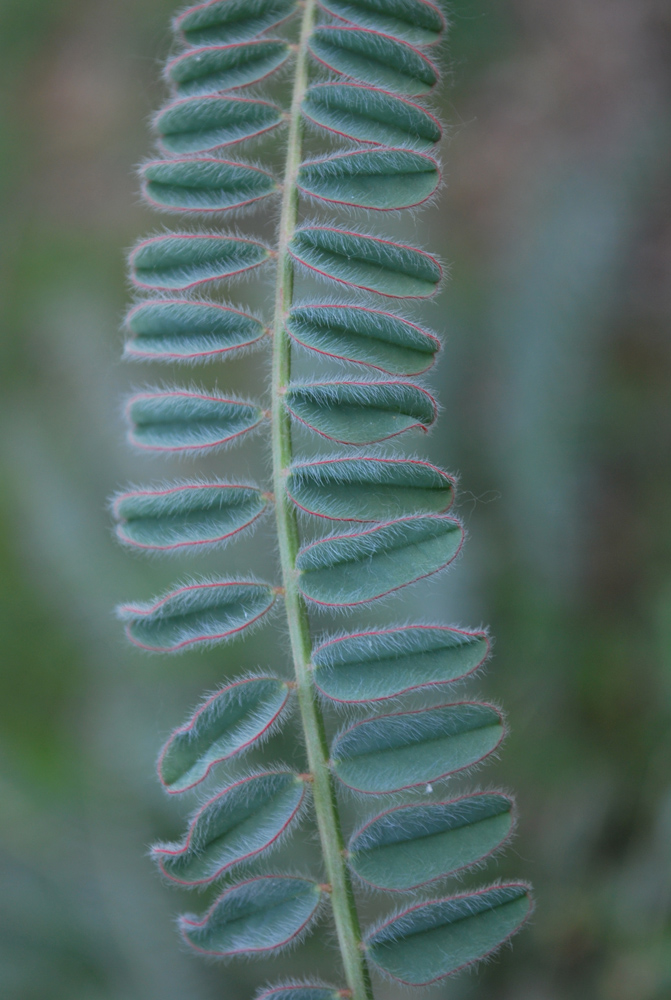 Изображение особи Astragalus atrovinosus.