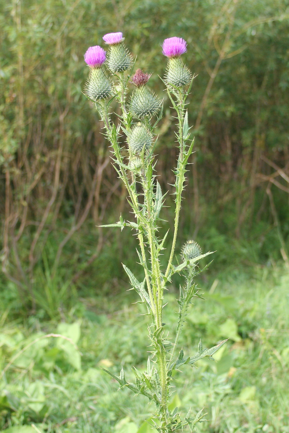 Image of Cirsium vulgare specimen.