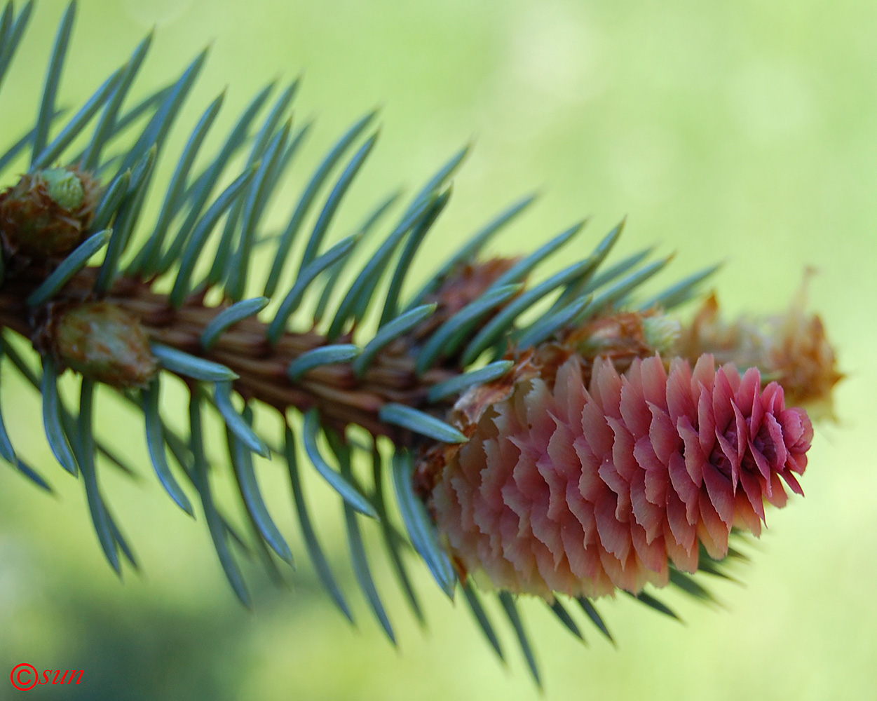 Image of Picea pungens specimen.