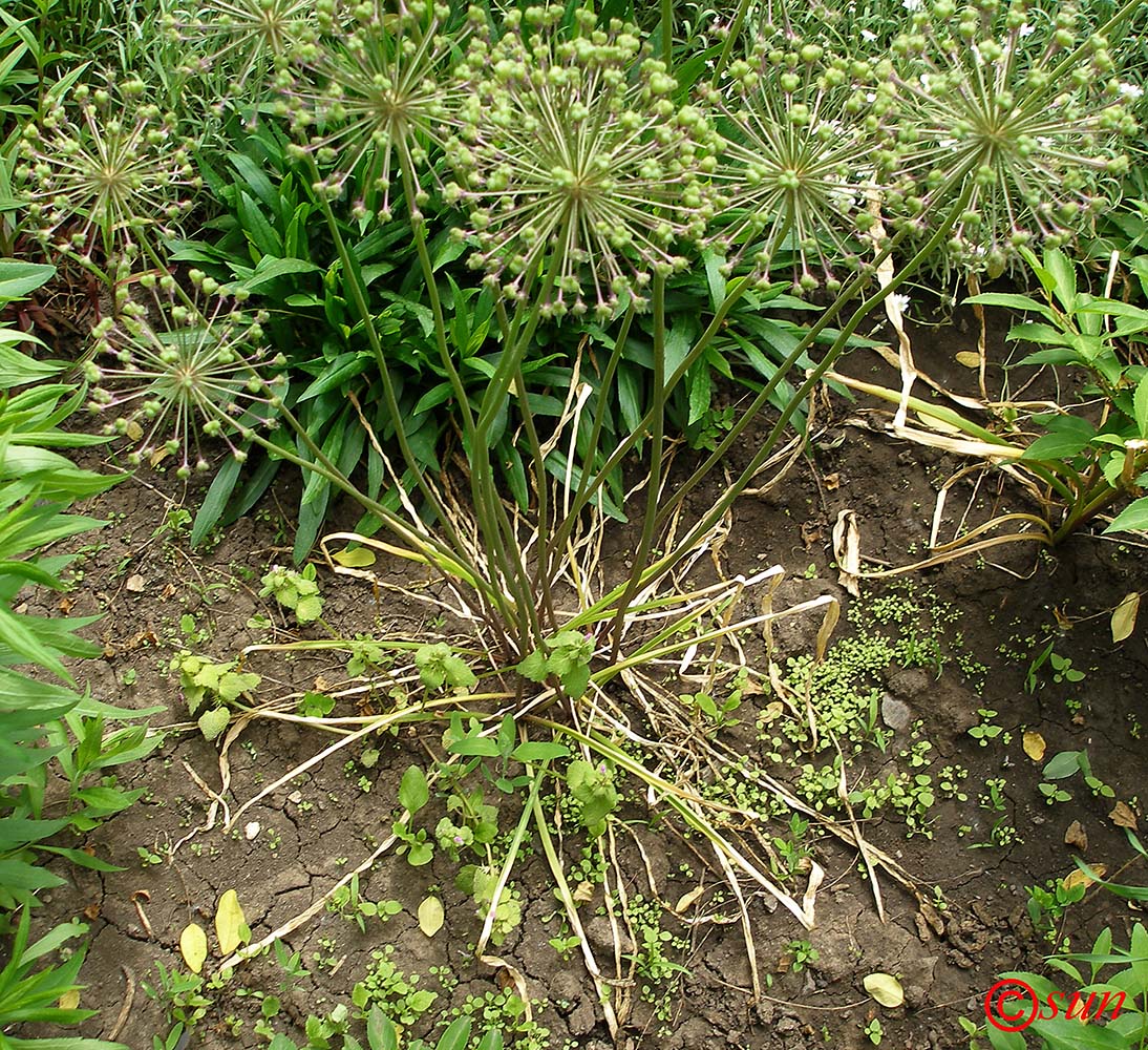 Image of genus Allium specimen.