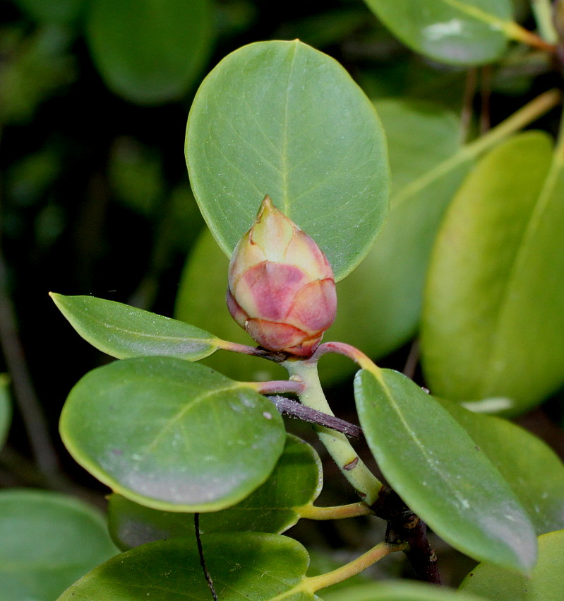 Изображение особи Rhododendron hemsleyanum.