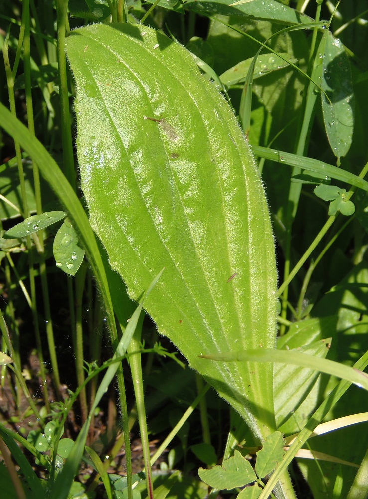 Изображение особи Plantago media.