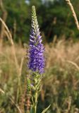 Veronica spicata. Распускающееся соцветие. Украина, г. Запорожье, балка между Космическим мкрн. и Опытной станцией. 19.06.2014.