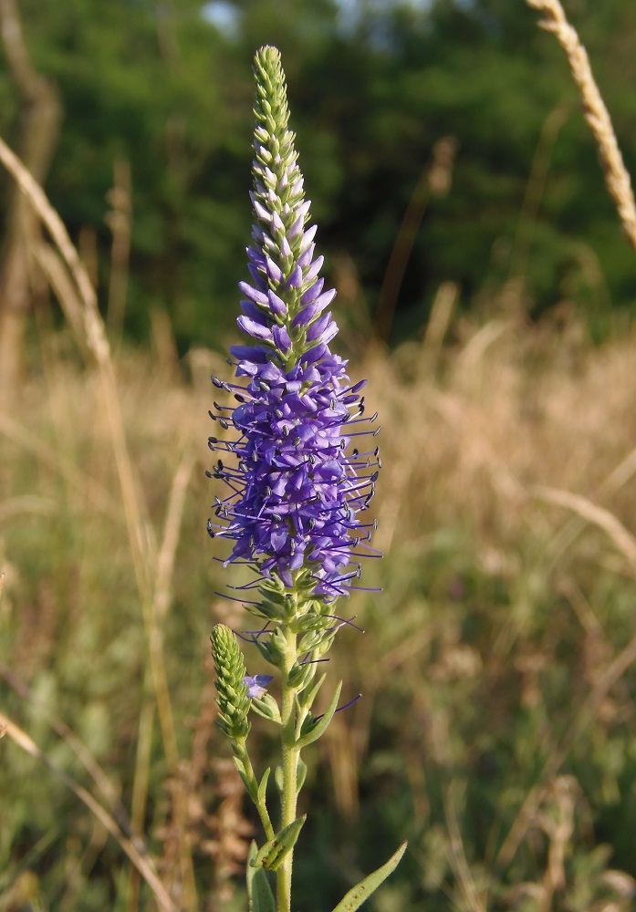 Image of Veronica spicata specimen.