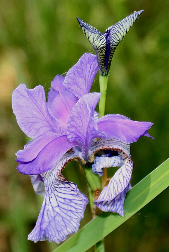 Image of Iris sibirica specimen.