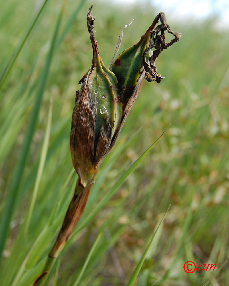 Image of Iris halophila specimen.